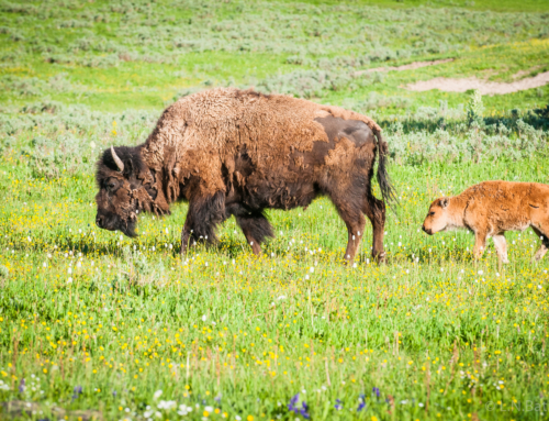 Yellowstone National Park
